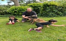 Belgian Shepherd Dog dogs for sale: Belgium bred by Louth k9 - Image 2
