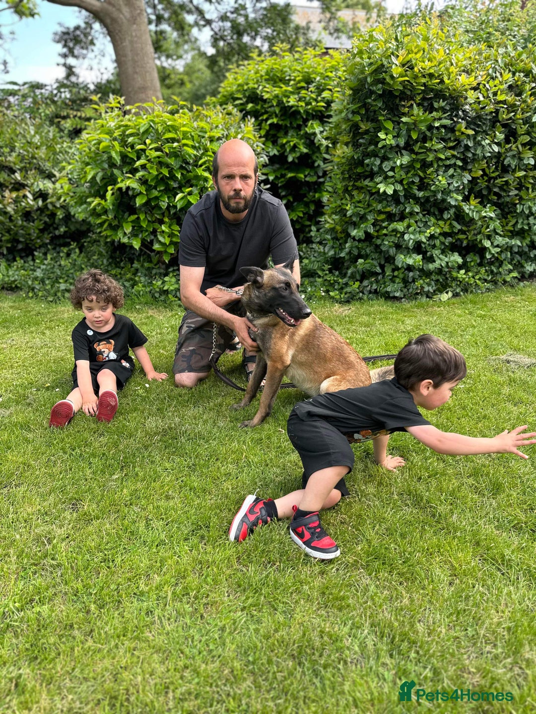 Belgian Shepherd Dog dogs for sale: Belgium bred by Louth k9 - Image 2