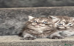 British Shorthair cats for sale: brithis shorthair kitten  - Image 3