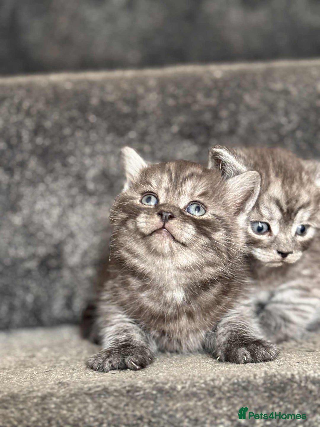 British Shorthair cats for sale: brithis shorthair kitten  - Image 3