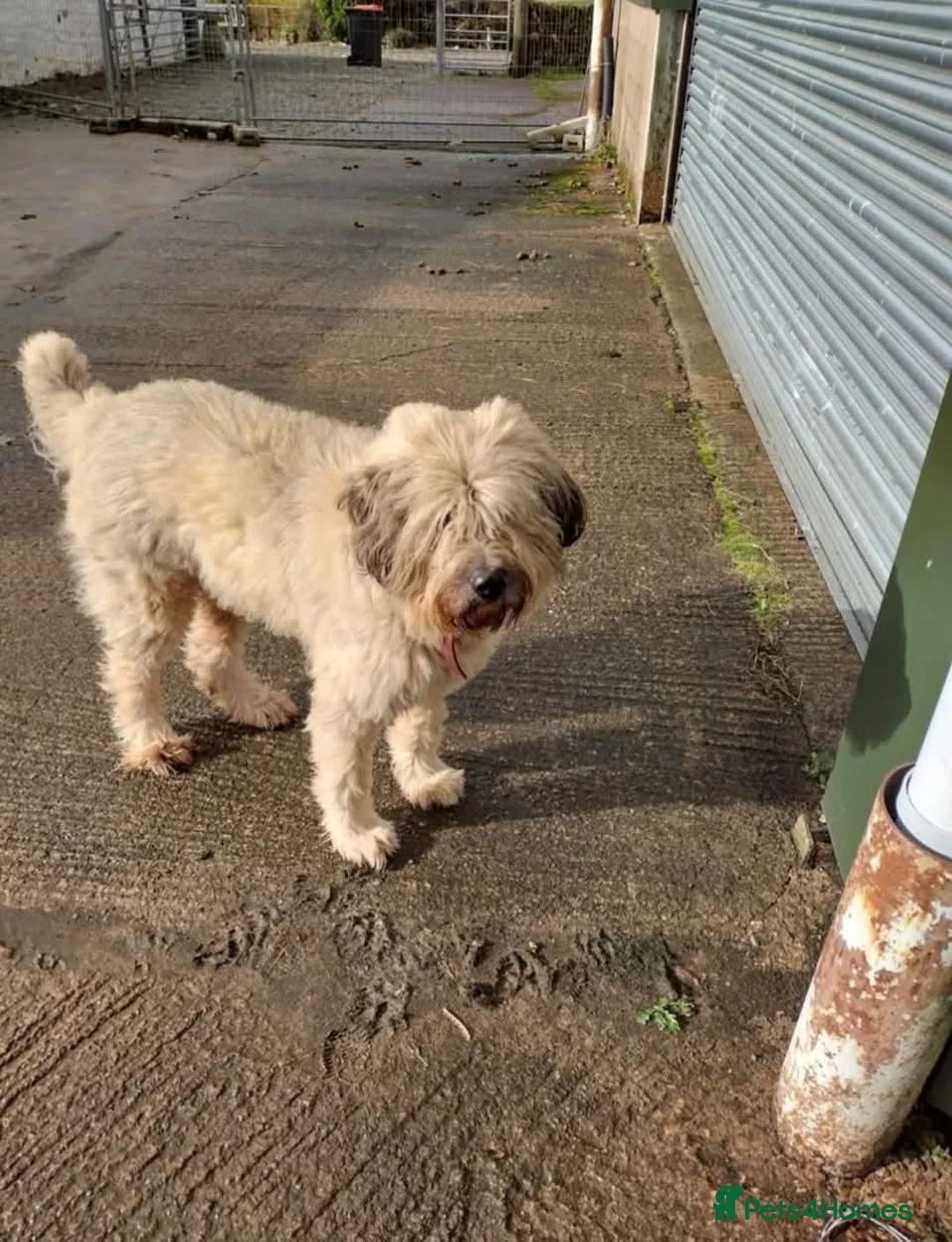 Mixed Breed dogs for adoption: ❤️ LIBBY - Advert 2