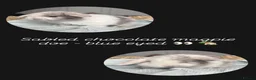 Mini Lop rabbits for sale: Stunning mini lops looking for forever homes✨🫶🏻 - Advert 11
