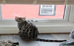 Bengal cats for sale: Sensational Silver Bengal boy requires new family  - Image 25