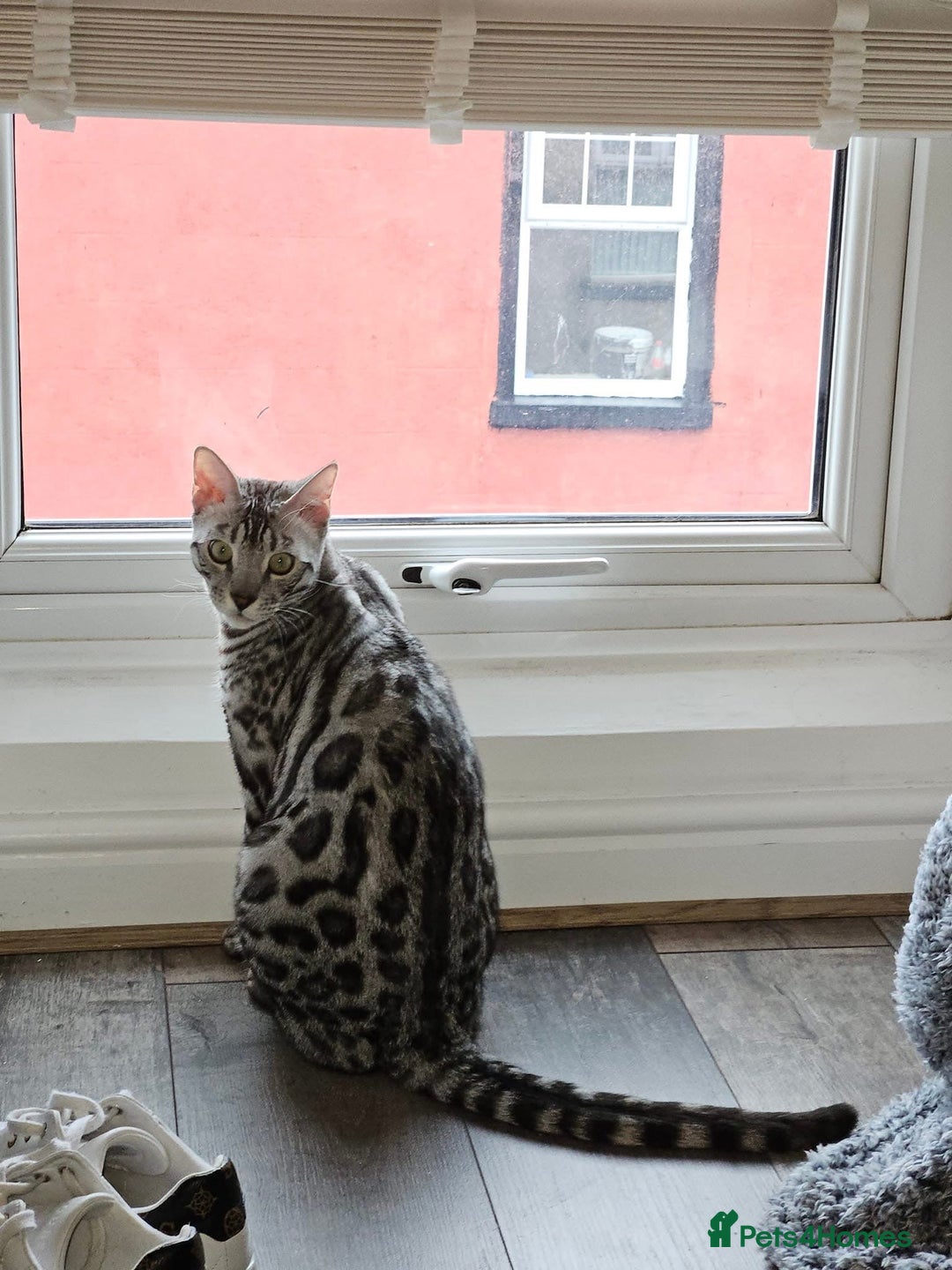 Bengal cats for sale: Sensational Silver Bengal boy requires new family  - Image 25