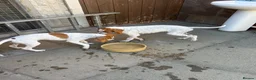 Pointer dogs for sale: Gorgeous Pointer Puppies looking for new homes - Advert 3