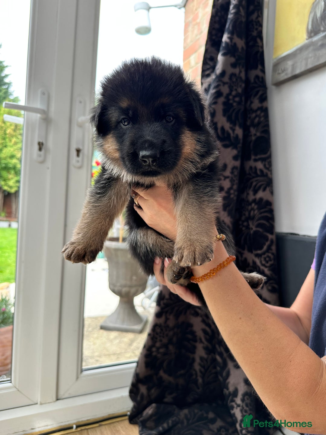 German Shepherd dogs for sale: KC show line German Shepherd puppies - Image 19