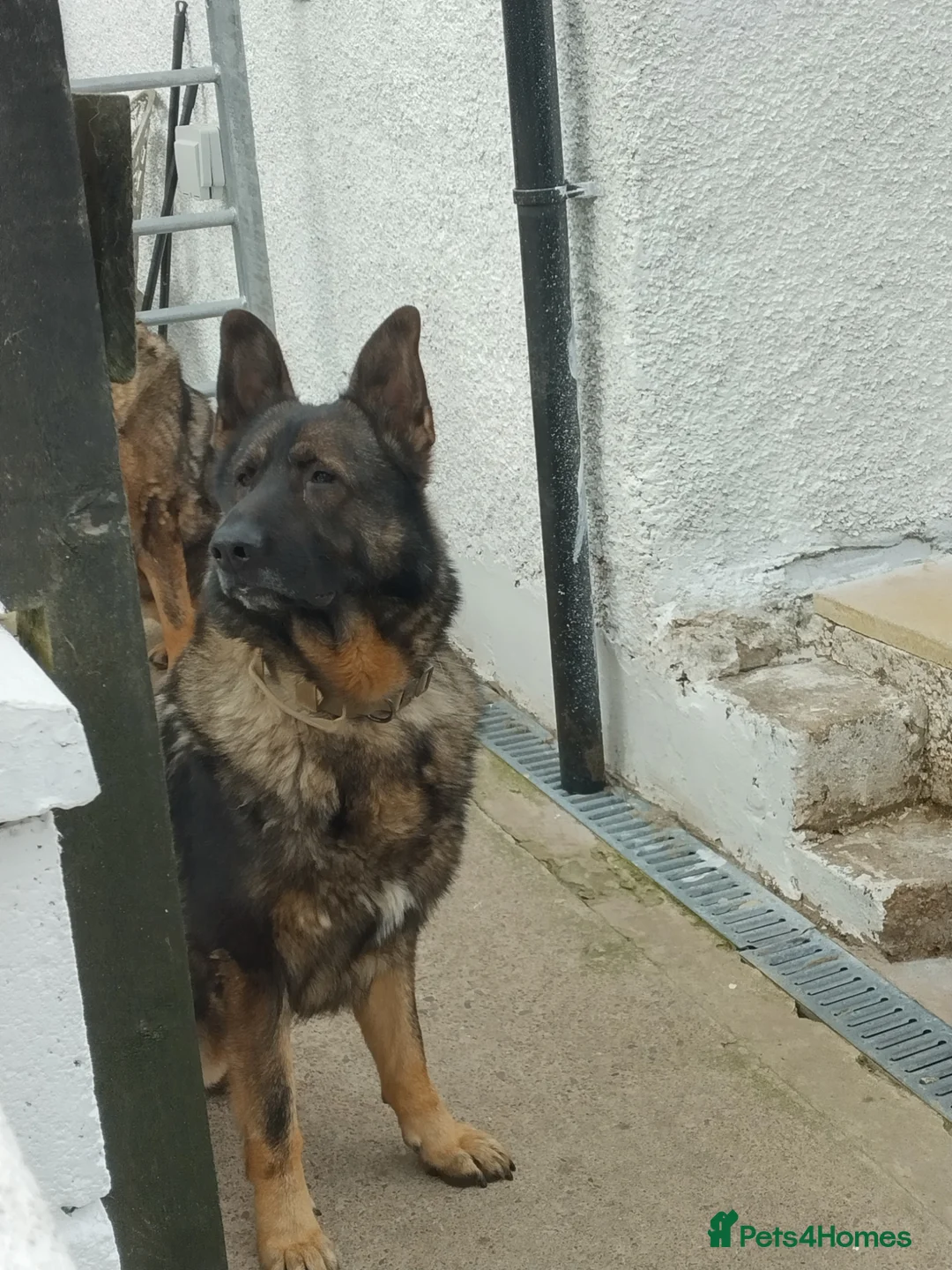 German Shepherd dogs for sale: German shepherd  in Turriff - Advert 2