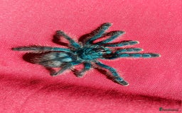 Spiders invertebrates for sale: Caribena Versicolor 5+cm grown on spiderlings - Image 2