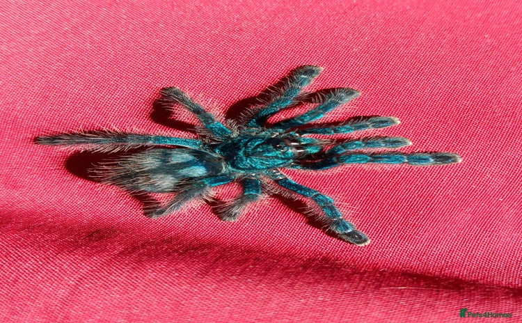 Spiders invertebrates - Advert 1
