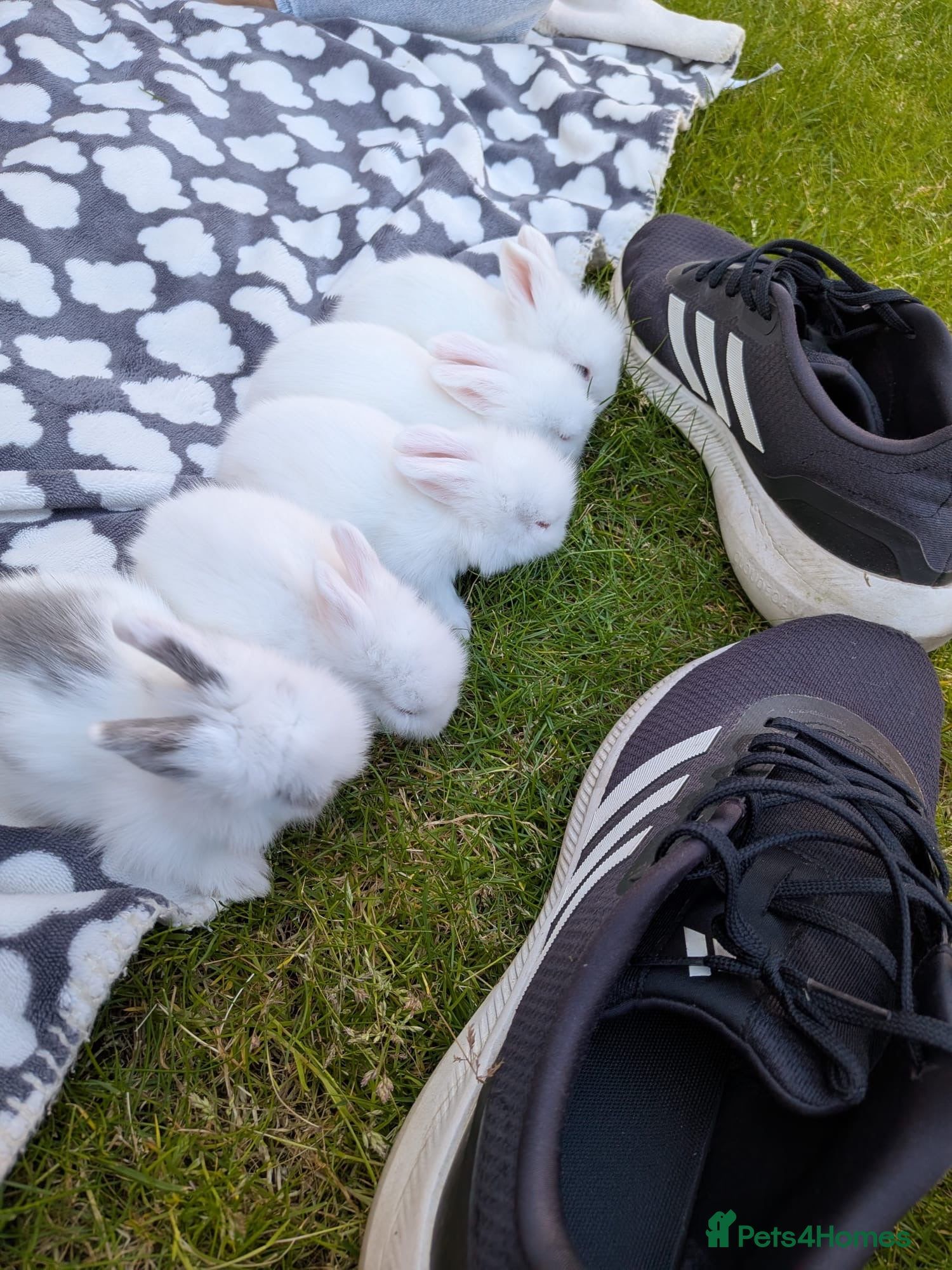 Lionhead rabbits for sale: Lion head bunnies  - Advert 6