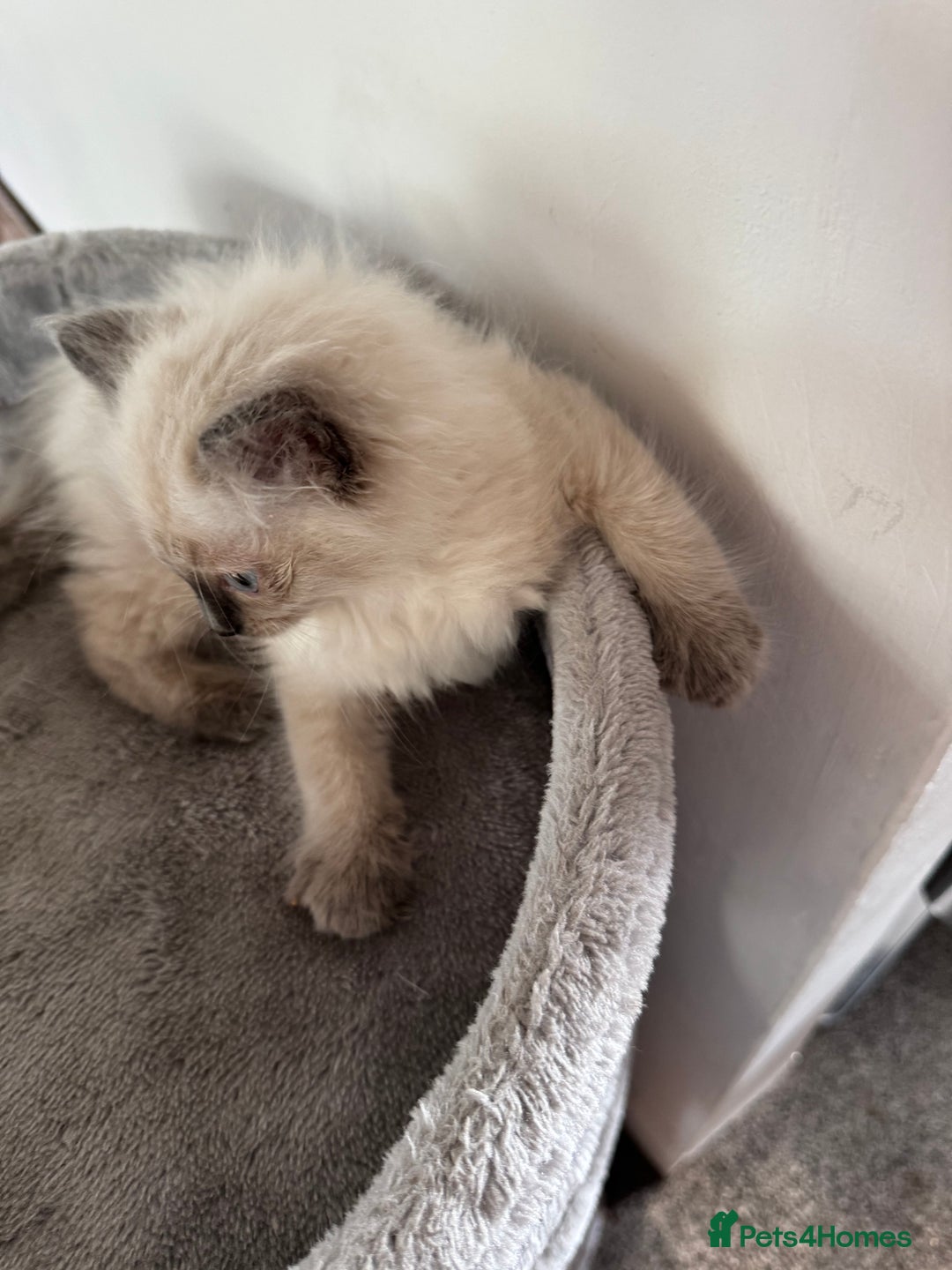 Ragdoll cats for sale: Adorable Ragdoll baby’s  - Image 11