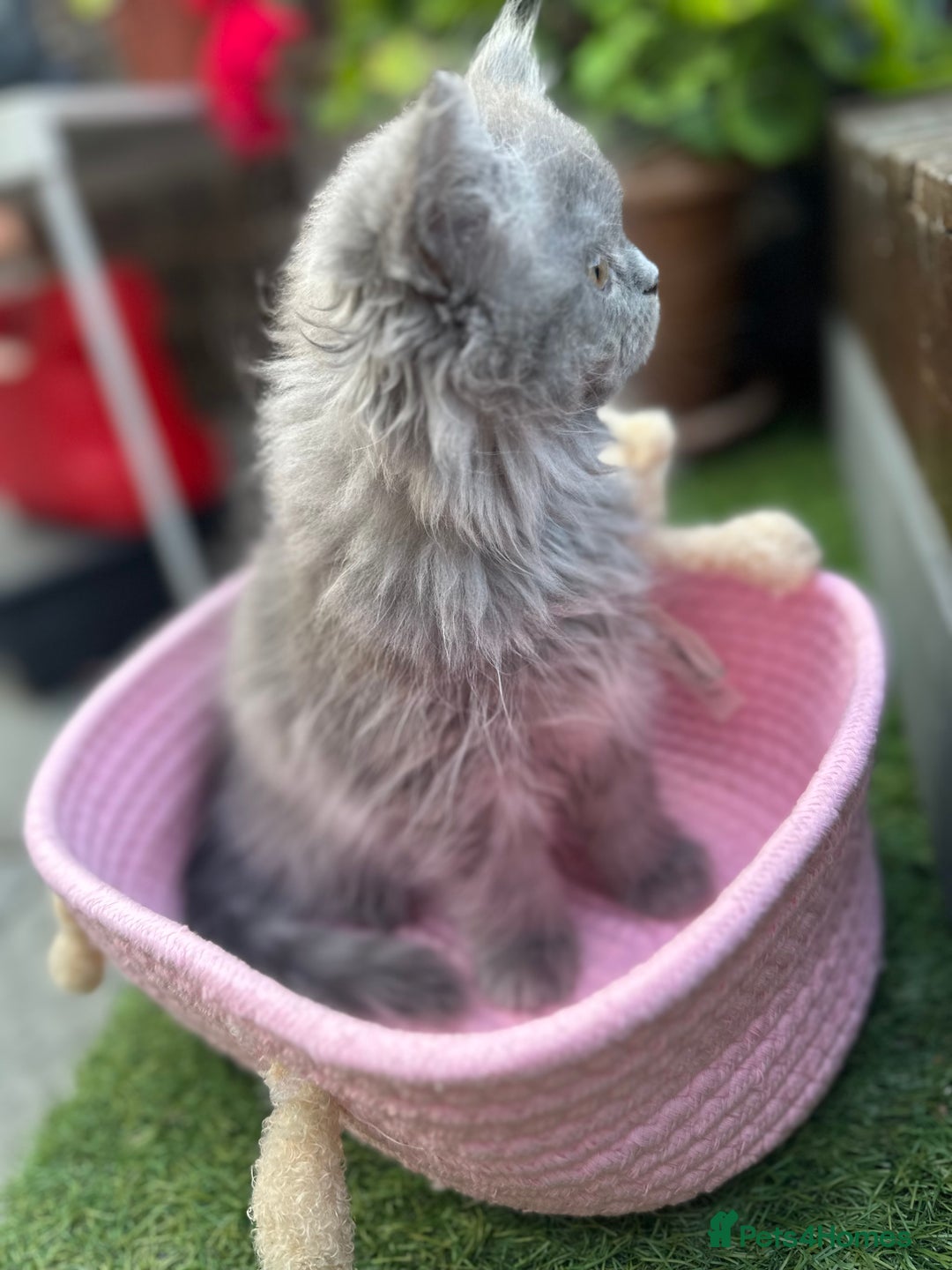 Persian cats for sale: 3 pure Persian kittens for sale   - Image 5