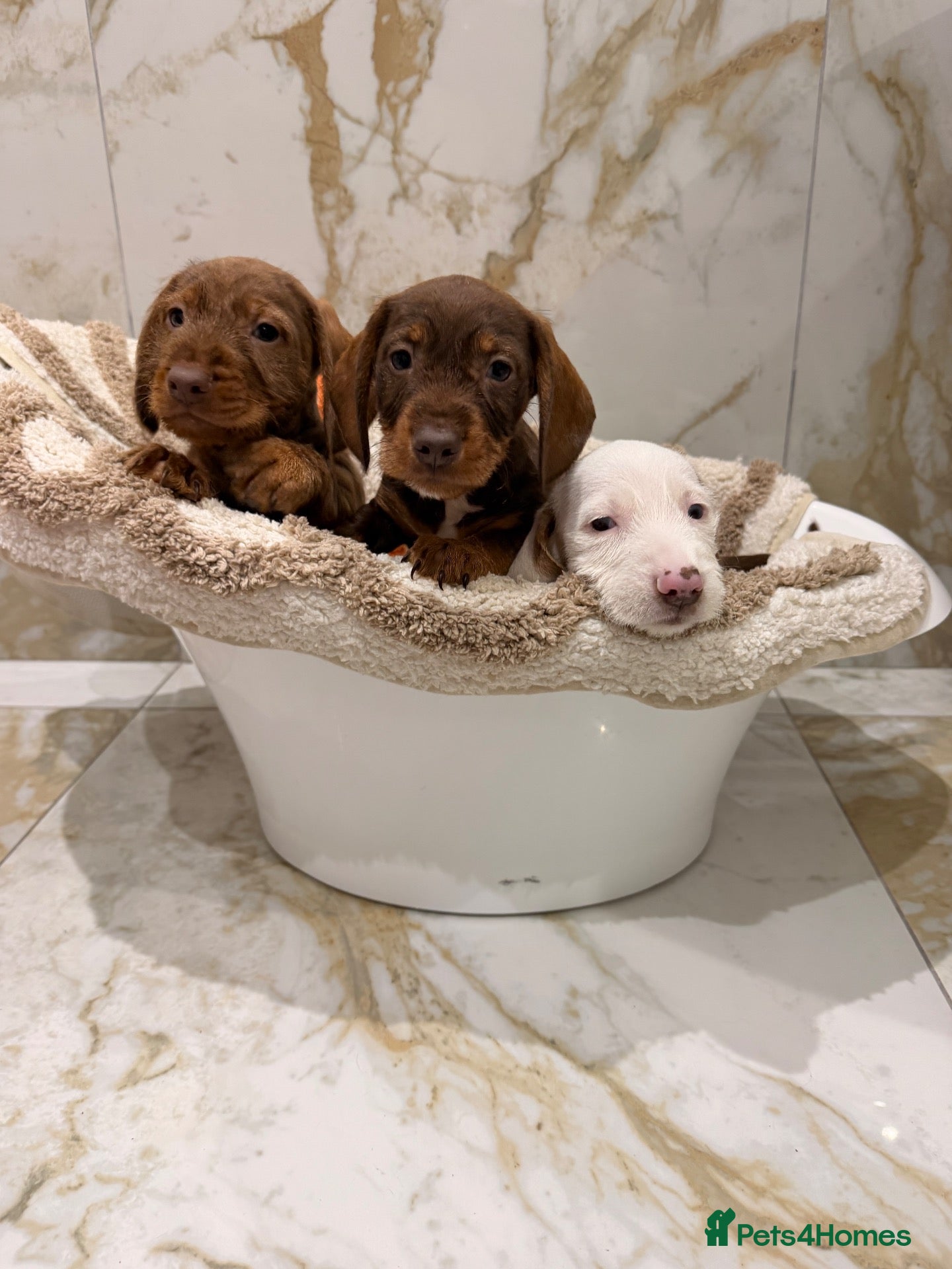 Miniature Dachshund dogs for sale: Miniature dachshund puppies  - Advert 3