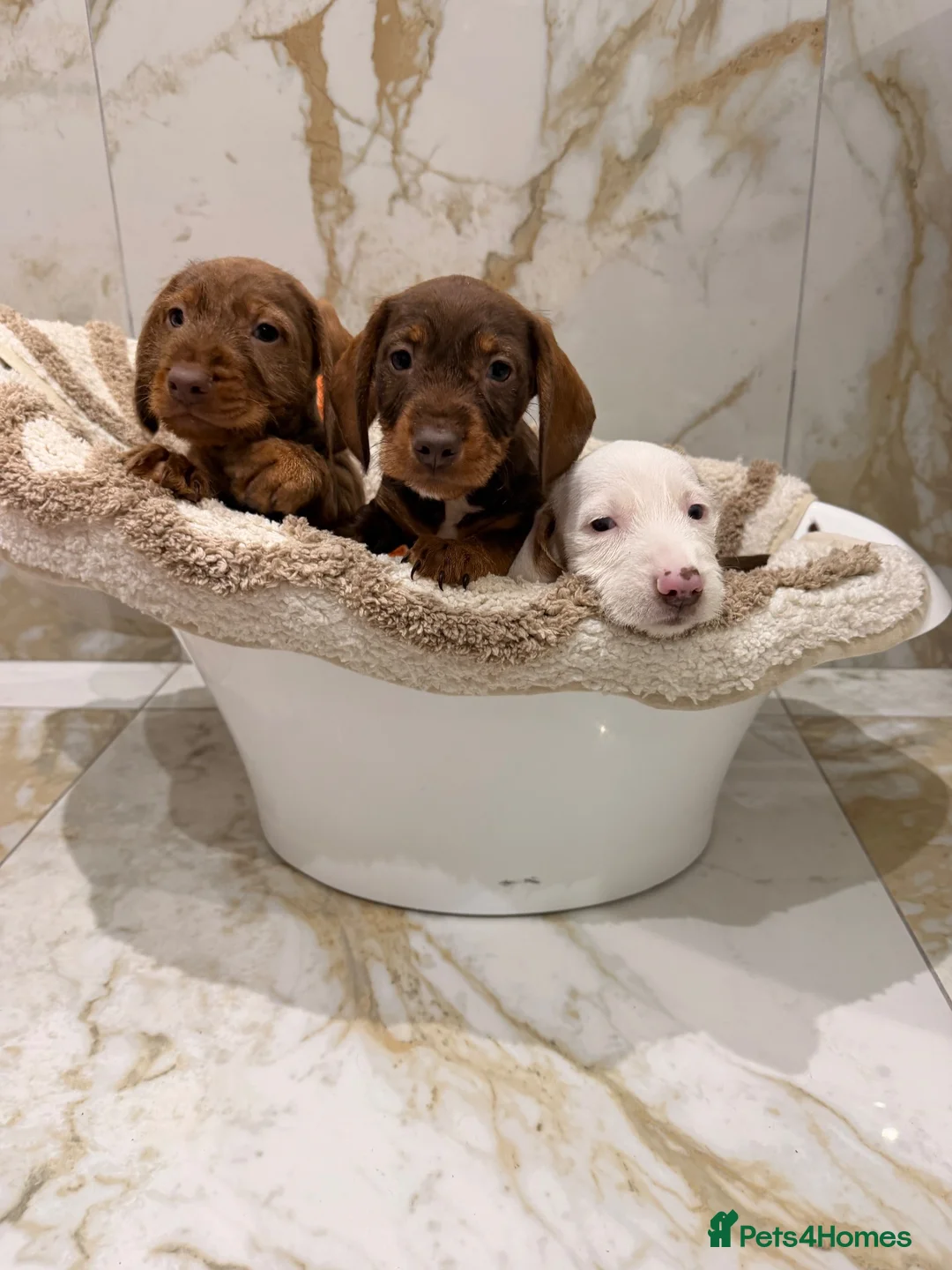 Miniature Dachshund dogs for sale: Miniature dachshund puppies  in Darlington - Advert 1