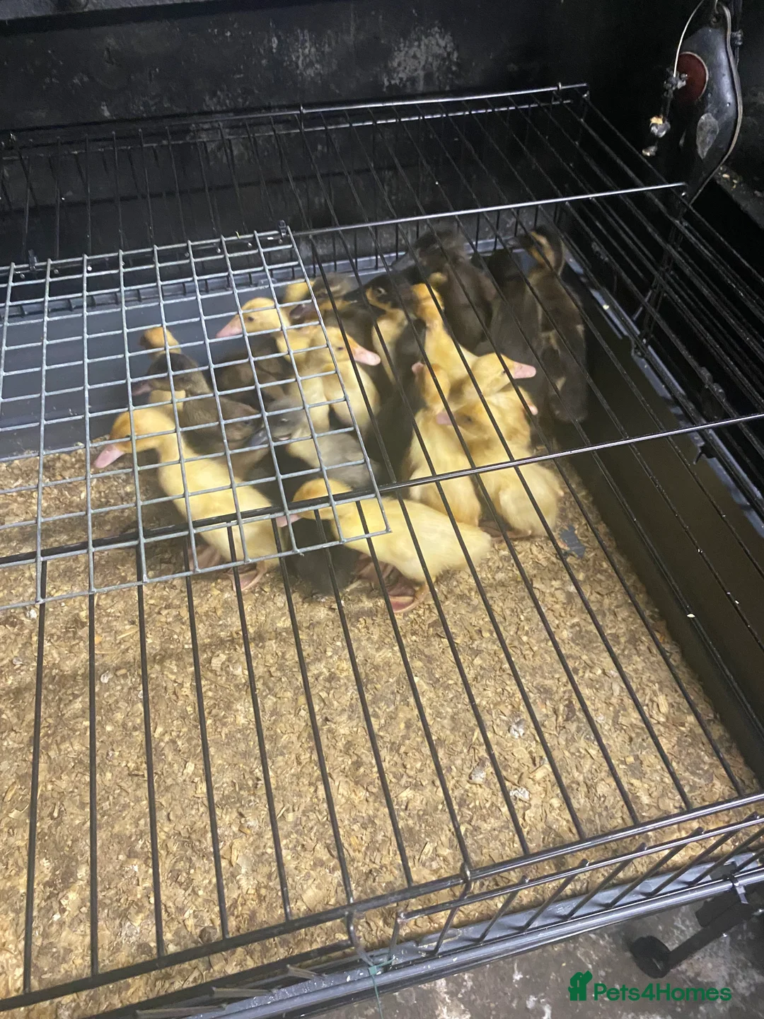 Ducks poultry for sale: Indian runner ducks /male - Advert 1