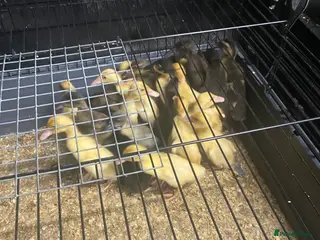 Ducks poultry Indian runner ducks /male - Advert 9