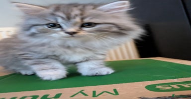 Mixed Breed cats - Advert 2