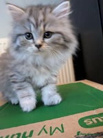 Mixed Breed cats - Advert 9