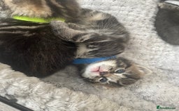 Mixed Breed cats for sale: 1 kitten left - Image 1