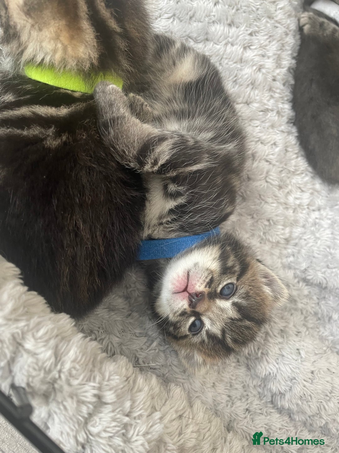 Mixed Breed cats for sale: 1 kitten left - Image 1