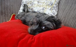 Yorkshire Terrier dogs for sale: Rare Colourful Pedigree Yorkies Certified Breeder - Image 22