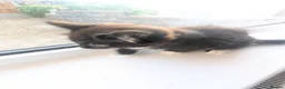 Mixed Breed cats for sale: Black & white and tortoise shell kittens - Advert 7