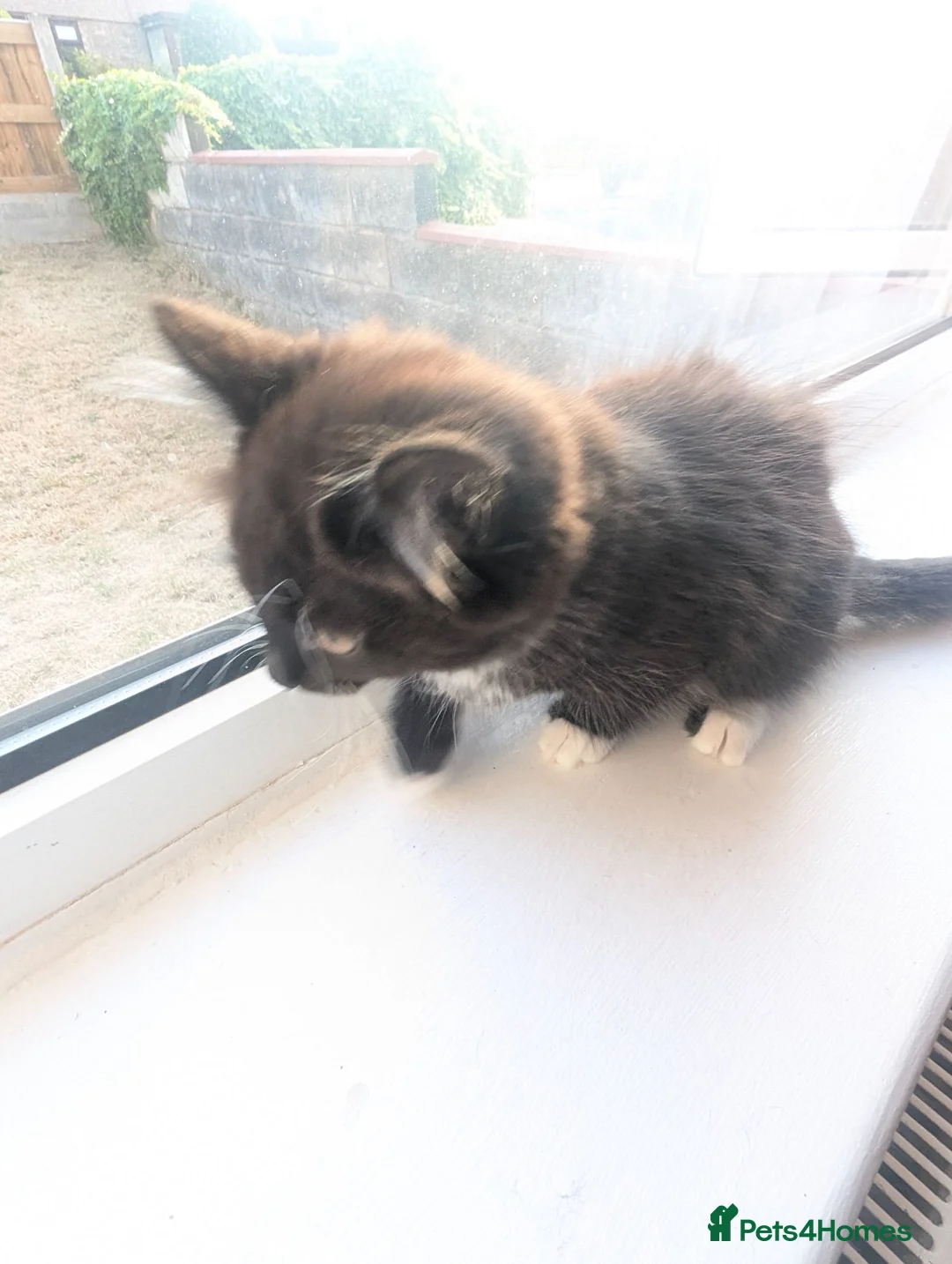 Mixed Breed cats for sale: Black & white and tortoise shell kittens - Advert 7