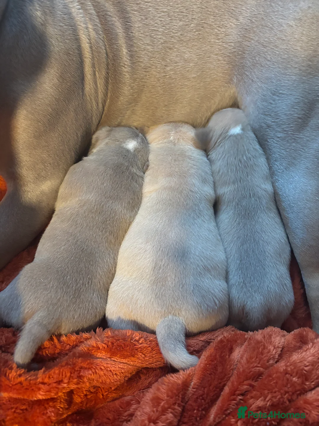 American Bully dogs for sale: Pocket Bully puppies  - Advert 15