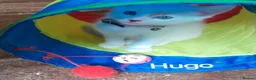 Siamese cats for sale: Siamese cross British Short Hair fluffy kittens - Advert 7