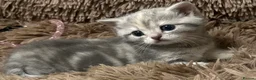 British Shorthair cats for sale: Stunning furr baby 😻 - Advert 1