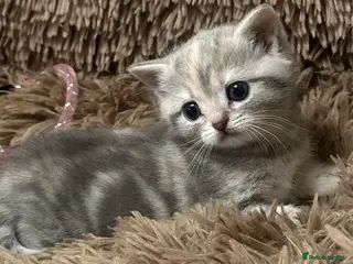 British Shorthair cats Stunning furr baby 😻 - Advert 15