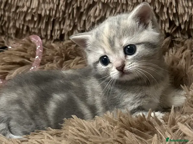 British Shorthair cats Stunning furr baby 😻 - Advert 6