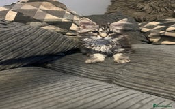 Maine Coon cats for sale: Gorgeous bundles of fluff n mischief  - Image 13