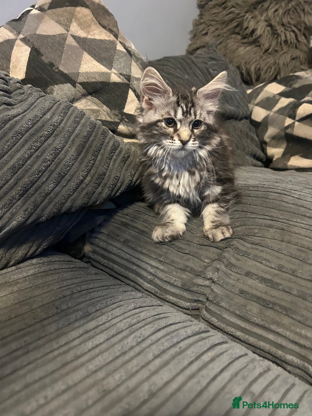Maine Coon cats for sale: Gorgeous bundles of fluff n mischief  - Image 13
