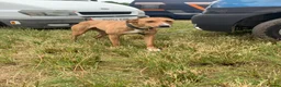 Lurcher dogs for sale: 6 beautiful collie whippet grey x bull greys  - Advert 9