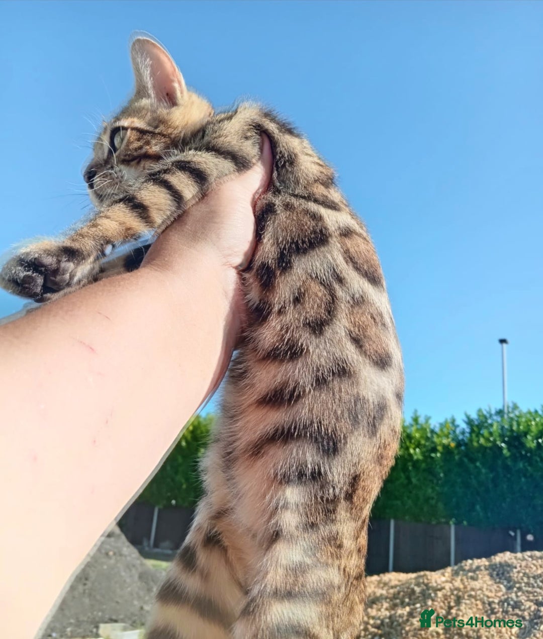 Bengal cats for sale: Bengal beatiful lovely kittens ready for new home  - Image 1
