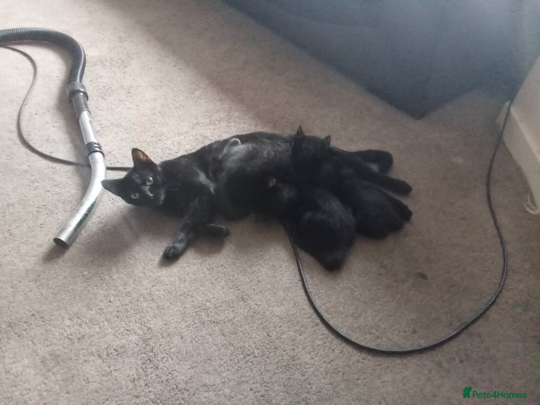 Mixed Breed cats for sale: 5 kittens ready to leave today  - Image 8