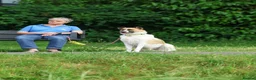 Mixed Breed dogs for adoption: 🤎 Pixel – The Gentlest Soul You’ll Ever Meet 🤎 - Advert 11