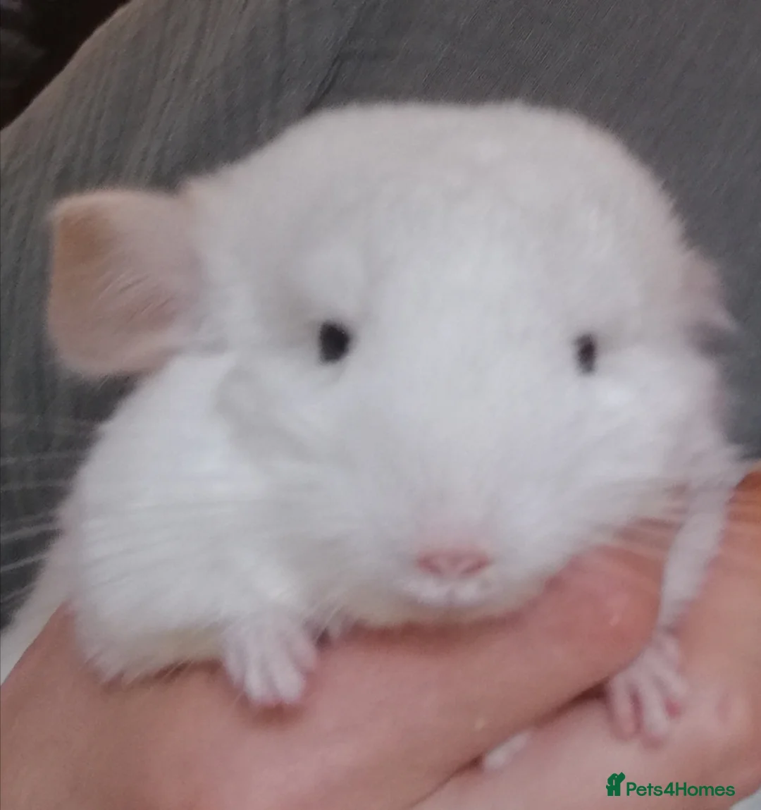 Chinchilla rodents for sale: Chinchilla Baby Girl, 3 months old for sale now in Feltham - Advert 10