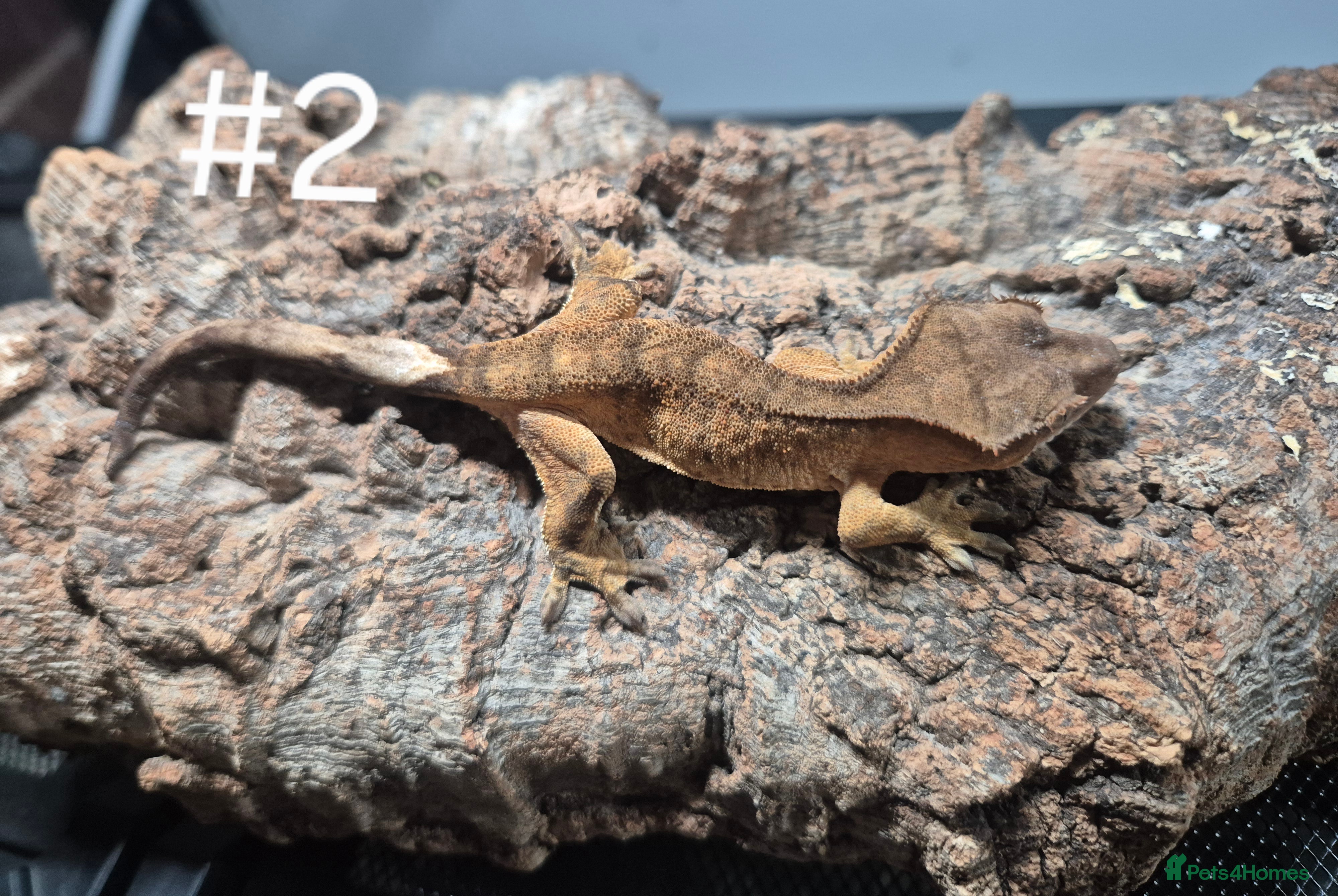 Gecko reptiles Crested geckos - Advert 1