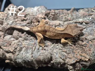 Gecko reptiles Crested geckos - Advert 1