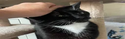 Mixed Breed cats for adoption: Asterix the Grrrreat, handsome boy in need of home - Advert 3