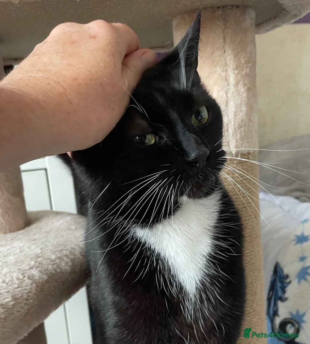 Mixed Breed cats for adoption: Asterix the Grrrreat, handsome boy in need of home - Advert 3