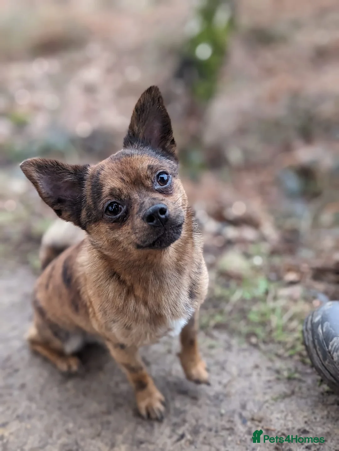 Mixed Breed dogs for stud: POMERANIAN x JACK RUSSELL CHIHUAHUA MIX STUD DOG - Advert 9