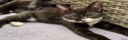 Mixed Breed cats for sale: Domestic kittens that are looking for home ❤️ in Peterborough - Advert 11