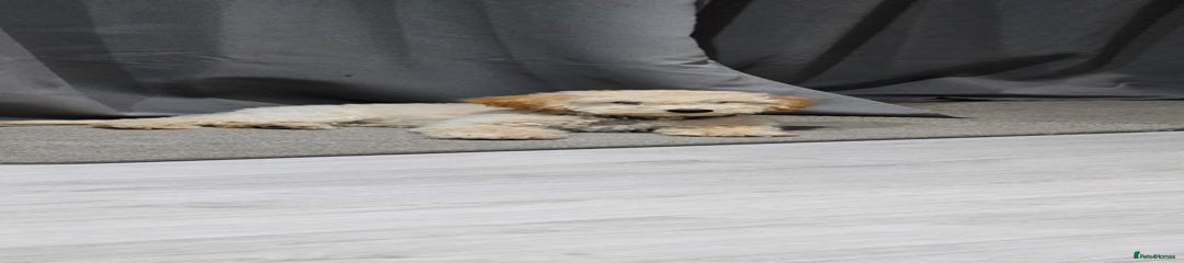 Miniature Poodle Puppy 2