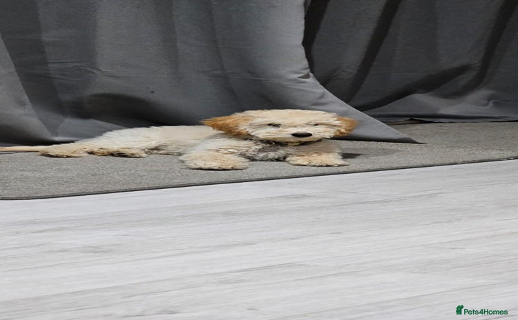 Miniature Poodle dogs Perfect  ** / KC reg miniature poodle  - Advert 1