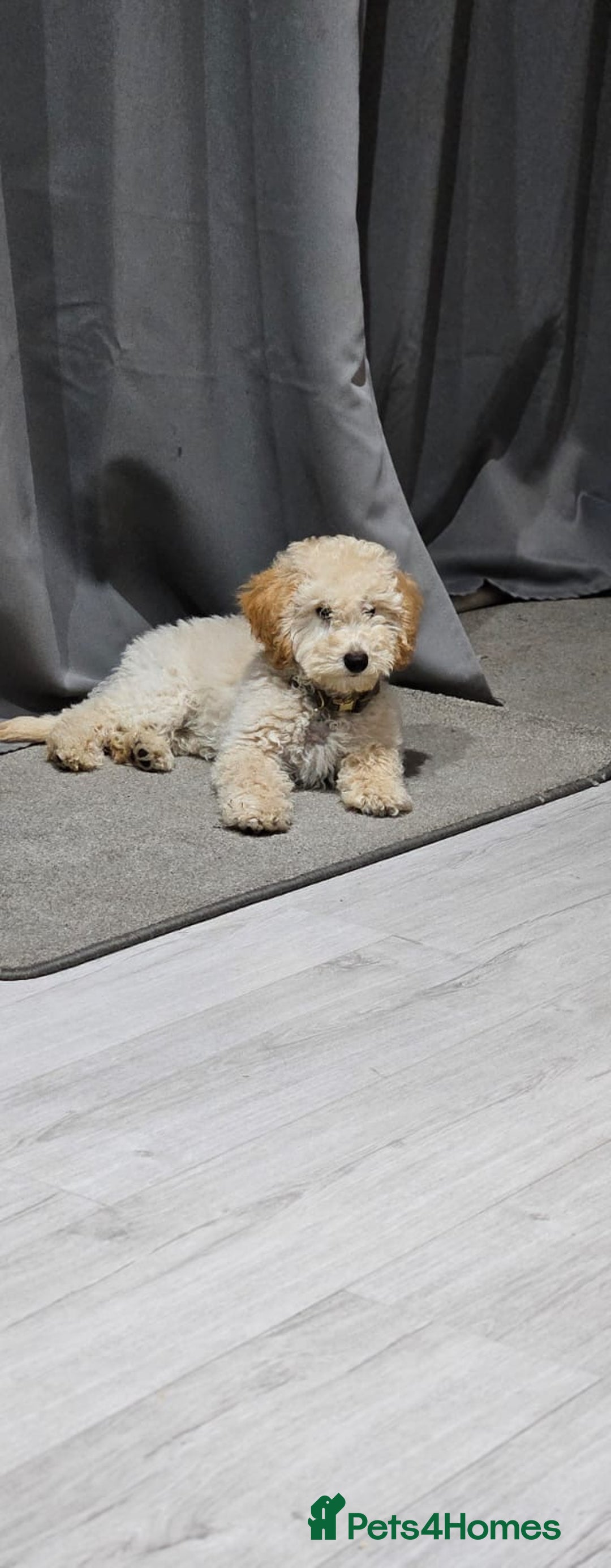 Miniature Poodle dogs for sale: Perfect  puppy/ KC reg miniature poodle  - Advert 1