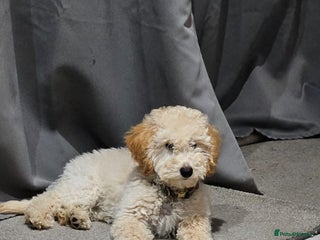 Miniature Poodle dogs Perfect puppy/ KC reg miniature poodle - Advert 7