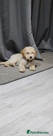 Miniature Poodle dogs Perfect ** / KC reg miniature poodle - Advert 1